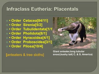  • Order Cetacea[84/11]
 • Order Sirenia[5/2]
 • Order Tubulidentata[1/1]
 • Order Pholidota[8/1]
 • Order Hyracoidea[4/1]
 • Order Proboscidea[3/1]
 • Order Pilosa[10/4]
[anteaters & tree sloths]
Giant anteater,long tubular
snout,bushy tail( C. & S. America)
 
