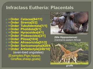  • Order Cetacea[84/11]
 • Order Sirenia[5/2]
 • Order Tubulidentata[1/1]
 • Order Pholidota[8/1]
 • Order Hyracoidea[4/1]
 • Order Proboscidea[3/1]
 • Order Pilosa[10/4]
 • Order Afrosoricida[51/2]
 • Order Soricomorpha[428/4]
 • Order Artiodactyle[240/10]
(even-toed ungulates)
[Examples;Pigs,hippos,
Giraffee,sheep,goats]
(Nile Hippopotamus)
(Central & eastern Africa)
giraffe
 