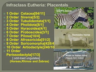  1 Order Cetacea[84/11]
 2 Order Sirenia[5/2]
 3 Order Tubulidentata[1/1]
 4 Order Pholidota[8/1]
 5 Order Hyracoidea[4/1]
 6 Order Proboscidea[3/1]
 7 Order Pilosa[10/4]
 8 Order Afrosoricida[51/2]
 9 Order Soricomorpha[428/4]
 10 Order Artiodactyle[240/10]
 11 Order
Perissodactyla[17/3]
[ odd-toed ungulates]
(Horses,Rhinos and Zebras)
Grant’s zebra
Domestic horse
Asian or Indian rhino
(Nepal, N.E. India)
 