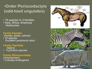 • 19 species in 3 families
• Asia, Africa, Americas
Herbivores
Family Equidae
(horses, asses, zebras)
• 10 species
Excellent peripheral vision
Family Tapiridae
(tapirs)
• 4 primitive species
Family Rhinocerotidae
(rhinoceroses)
• Critically endangered
 