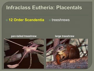  12 Order Scandentia  treeshrews
pen-tailed treeshrew large treeshrew
 