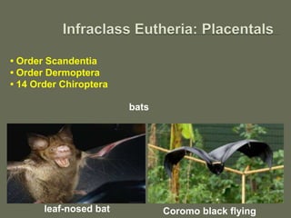 • Order Scandentia
• Order Dermoptera
• 14 Order Chiroptera
leaf-nosed bat Coromo black flying
bats
 