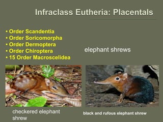 • Order Scandentia
• Order Soricomorpha
• Order Dermoptera
• Order Chiroptera
• 15 Order Macroscelidea
elephant shrews
black and rufous elephant shrewcheckered elephant
shrew
 