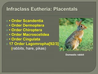  • Order Scandentia
 • Order Dermoptera
 • Order Chiroptera
 • Order Macroscelidea
 • Order Cingulata
 17 Order Lagomropha[92/3]
(rabbits, hare, pikas)
Domestic rabbit
 