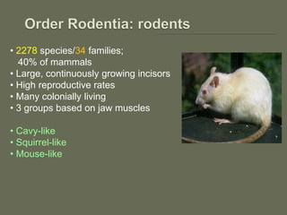 • 2278 species/34 families;
40% of mammals
• Large, continuously growing incisors
• High reproductive rates
• Many colonially living
• 3 groups based on jaw muscles
• Cavy-like
• Squirrel-like
• Mouse-like
 