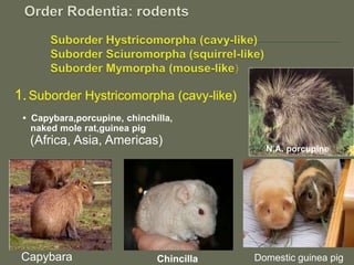 1.Suborder Hystricomorpha (cavy-like)
• Capybara,porcupine, chinchilla,
naked mole rat,guinea pig
(Africa, Asia, Americas)
Capybara Domestic guinea pigChincilla
N.A. porcupine
 