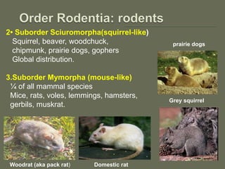 prairie dogs
Grey squirrel
Domestic rat
2• Suborder Sciuromorpha(squirrel-like)
Squirrel, beaver, woodchuck,
chipmunk, prairie dogs, gophers
Global distribution.
3.Suborder Mymorpha (mouse-like)
¼ of all mammal species
Mice, rats, voles, lemmings, hamsters,
gerbils, muskrat.
Woodrat (aka pack rat)
 