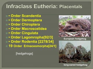  • Order Scandentia
 • Order Dermoptera
 • Order Chiroptera
 • Order Macroscelidea
 • Order Cingulata
 • Order Lagomropha[92/3]
 • Order Rodentia [2278/34]
 19 Order Erinaceomorpha[24/1]
[hedgehogs]
European hedgehog
long-eared hedgehog
 