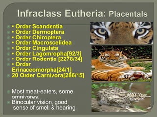  • Order Scandentia
 • Order Dermoptera
 • Order Chiroptera
 • Order Macroscelidea
 • Order Cingulata
 • Order Lagomropha[92/3]
 • Order Rodentia [2278/34]
 • Order
Erinaceomorpha[24/1]
 20 Order Carnivora[286/15]
 Most meat-eaters, some
omnivores,
 Binocular vision, good
sense of smell & hearing
 