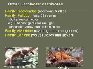 Family Procyonidae (raccoons & allies]
Family Felidae [cats, 38 species]
• Obligatory carnivores
e.g Siberian tiger,Sumatran tiger,
African lion,Snow leopard,Fishing cat
Family Viverridae (civets, genets,mongooses)
Family Canidae [wolves ,foxes and jackals]
KinkajouCoati (aka coatimundi)
 