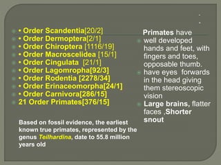  • Order Scandentia[20/2]
 • Order Dermoptera[2/1]
 • Order Chiroptera [1116/19]
 • Order Macroscelidea [15/1]
 • Order Cingulata [21/1]
 • Order Lagomropha[92/3]
 • Order Rodentia [2278/34]
 • Order Erinaceomorpha[24/1]
 • Order Carnivora[286/15]
 21 Order Primates[376/15]
Primates have
 well developed
hands and feet, with
fingers and toes,
opposable thumb.
 have eyes forwards
in the head giving
them stereoscopic
vision
 Large brains, flatter
faces ,Shorter
snoutBased on fossil evidence, the earliest
known true primates, represented by the
genus Teilhardina, date to 55.8 million
years old
 