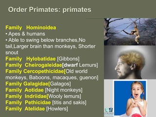 Family Hominoidea
• Apes & humans
• Able to swing below branches,No
tail,Larger brain than monkeys, Shorter
snout
Family Hylobatidae [Gibbons]
Family Cheirogaleidae[dwarf Lemurs]
Family Cercopethicidae[Old world
monkeys, Baboons, macaques, guenon]
Family Galagidae[Galagos]
Family Aotidae [Night monkeys]
Family Indriidae[Wooly lemurs]
Family Pethicidae [titis and sakis]
Family Atelidae [Howlers]
 