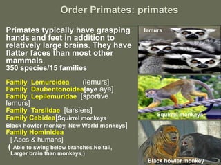Primates typically have grasping
hands and feet in addition to
relatively large brains. They have
flatter faces than most other
mammals.
350 species/15 families
Family Lemuroidea (lemurs]
Family Daubentonoidea[aye aye]
Family Lepilemuridae [sportive
lemurs]
Family Tarsiidae [tarsiers]
Family Cebidea[Squirrel monkeys
Black howler monkey, New World monkeys]
Family Hominidea
[ Apes & humans]
( Able to swing below branches,No tail,
Larger brain than monkeys,)
Squirrel monkeys
Black howler monkey
lemurs
 