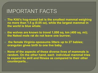  The Kitti’s hog-nosed bat is the smallest mammal weighing
no more than 1.5 g (0.05 oz), while the largest mammal in
the world is blue whale;
 the wolves are known to travel 1,000 sq. km (400 sq. mi);
the Naked mole rat do not leave one burrow;
 the female Virginia opossums litters up to 27 babies;
orangutan gives birth to one live baby.
 None of the aspects of these diverse lives of mammals is
random. On the other hand, each individual mammal tries
to expand its skill and fitness as compared to their other
counterparts, .
 