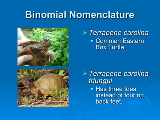 Binomial Nomenclature Terrapene carolina Common Eastern Box Turtle   Terrapene carolina triungui Has three toes instead of four on back feet. 