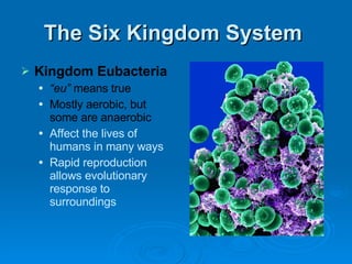 The Six Kingdom System  Kingdom Eubacteria “ eu”  means true Mostly aerobic, but some are anaerobic Affect the lives of humans in many ways Rapid reproduction allows evolutionary response to surroundings 