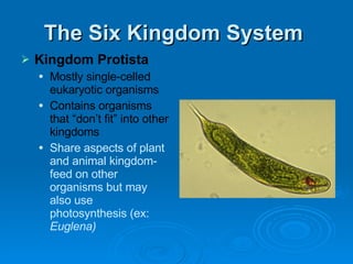 The Six Kingdom System  Kingdom Protista   Mostly single-celled eukaryotic organisms Contains organisms that “don’t fit” into other kingdoms Share aspects of plant and animal kingdom- feed on other organisms but may also use photosynthesis (ex:  Euglena) 