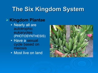 The Six Kingdom System  Kingdom Plantae   Nearly all are  autotrophic eukaryotes   (PHOTOSYNTHESIS) Have a  sexual cycle based on meiosis Most live on land 