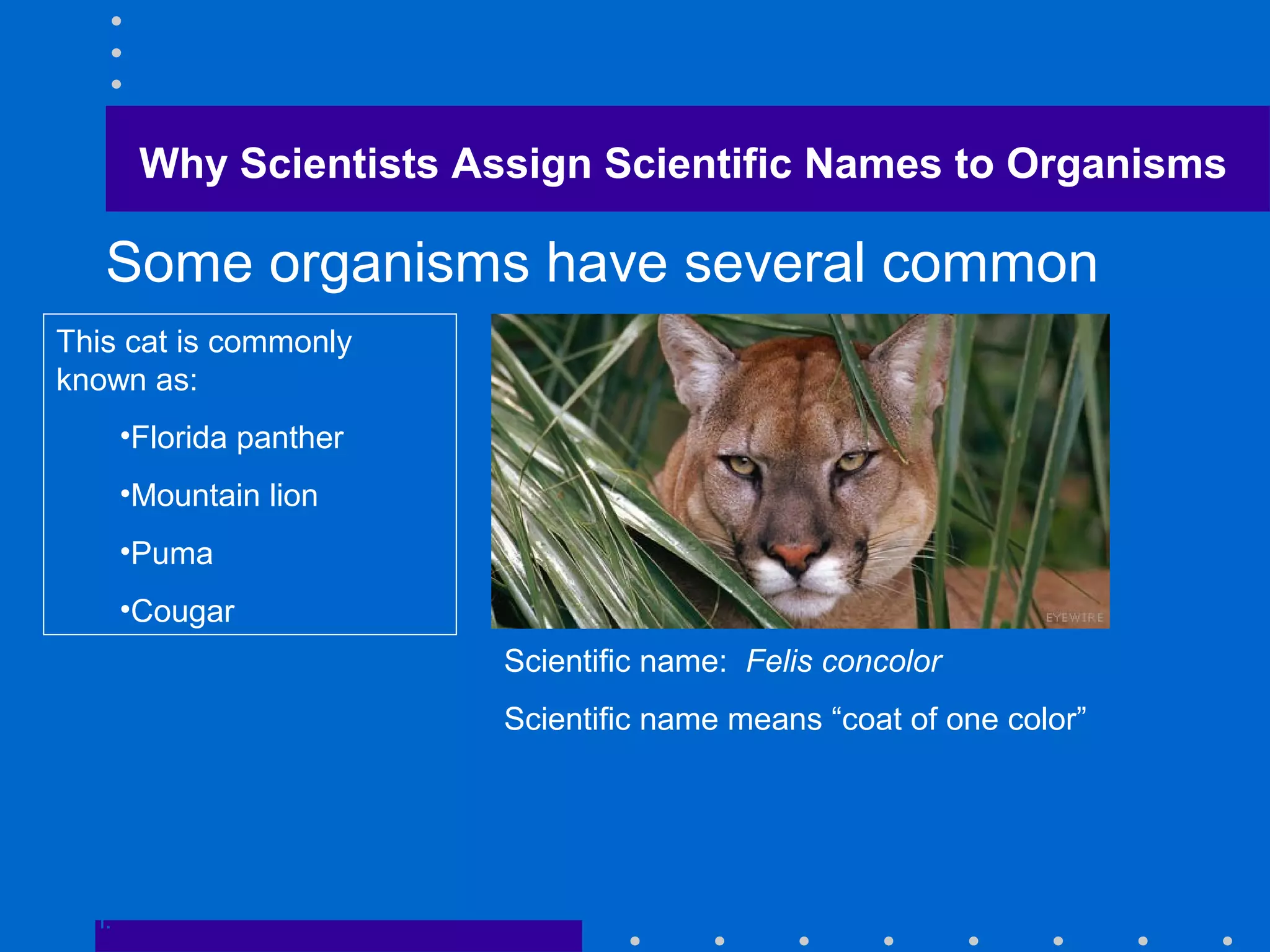 Some organisms have several common
names
Go to
Section:
This cat is commonly
known as:
•Florida panther
•Mountain lion
•Puma
•Cougar
Scientific name: Felis concolor
Scientific name means “coat of one color”
Why Scientists Assign Scientific Names to Organisms
 