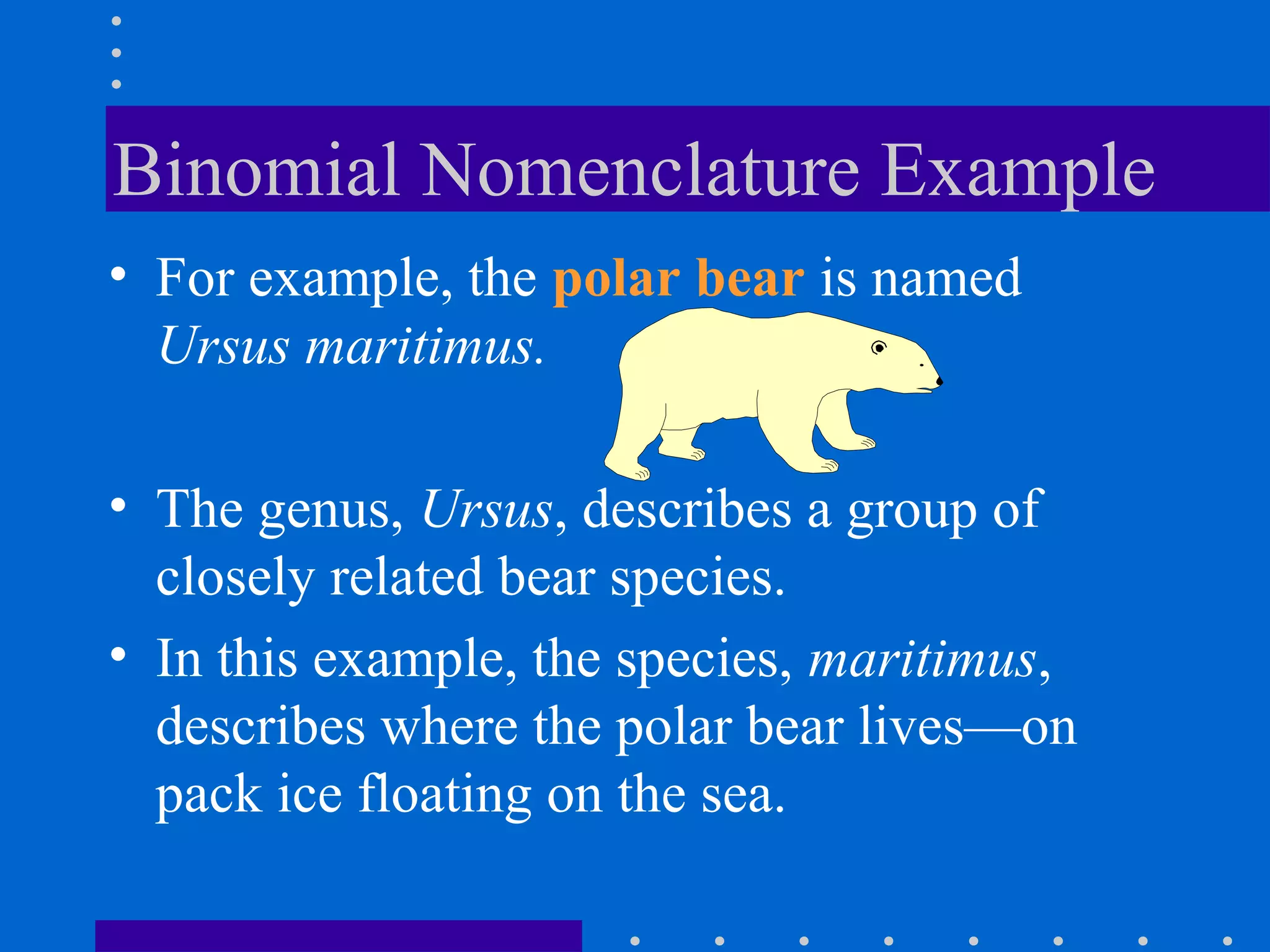Binomial Nomenclature Example
• For example, the polar bear is named
Ursus maritimus.
• The genus, Ursus, describes a group of
closely related bear species.
• In this example, the species, maritimus,
describes where the polar bear lives—on
pack ice floating on the sea.
 