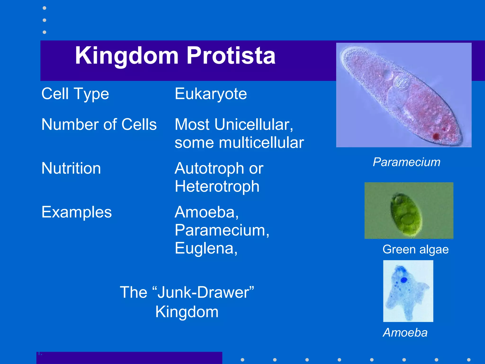 Kingdom Protista
Go to
Section:
Paramecium
Green algae
Amoeba
Cell Type Eukaryote
Number of Cells Most Unicellular,
some multicellular
Nutrition Autotroph or
Heterotroph
Examples Amoeba,
Paramecium,
Euglena,
The “Junk-Drawer”
Kingdom
 
