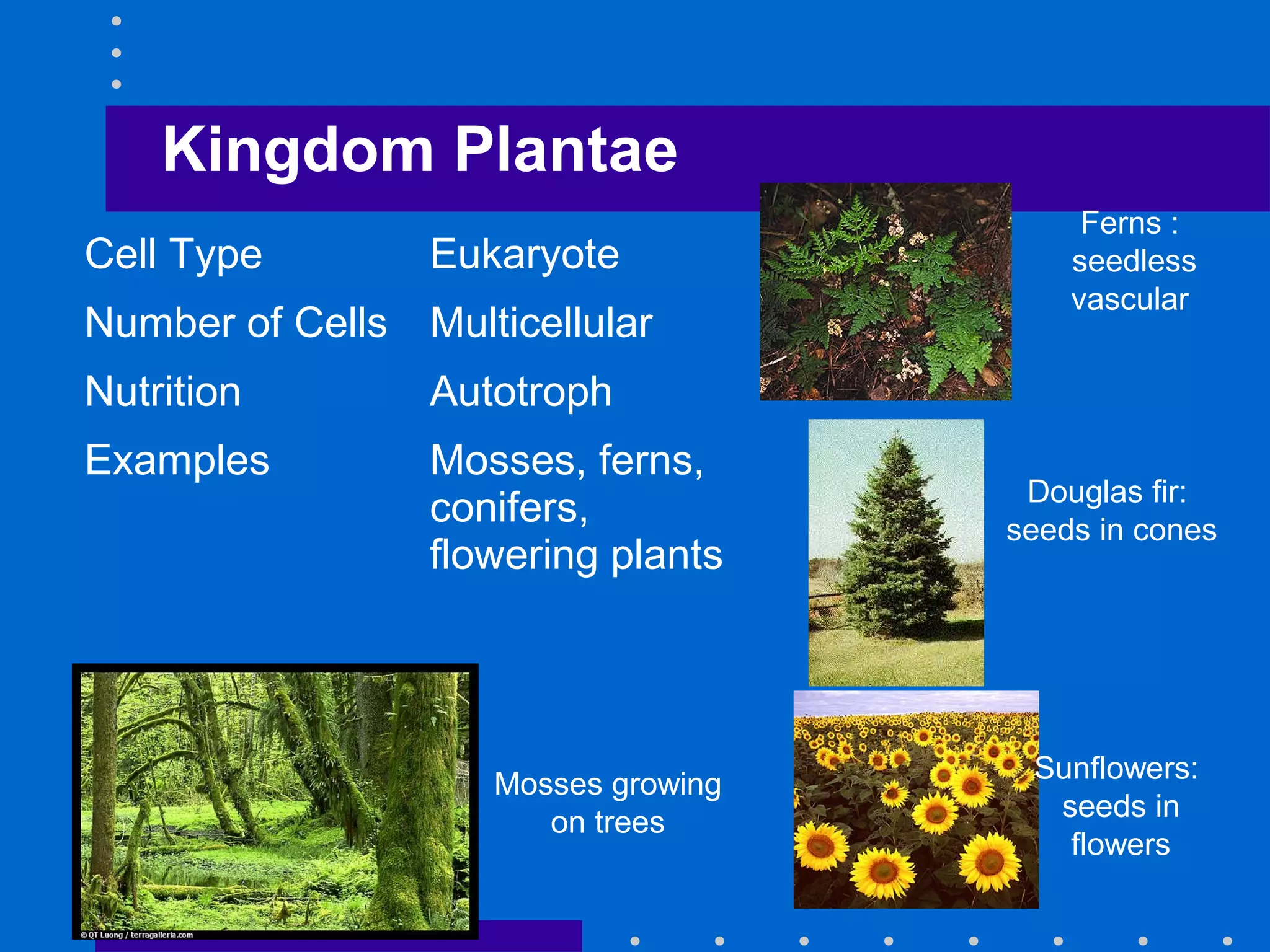 Kingdom Plantae
Go to
Section:
Ferns :
seedless
vascular
Sunflowers:
seeds in
flowers
Douglas fir:
seeds in cones
Mosses growing
on trees
Cell Type Eukaryote
Number of Cells Multicellular
Nutrition Autotroph
Examples Mosses, ferns,
conifers,
flowering plants
 