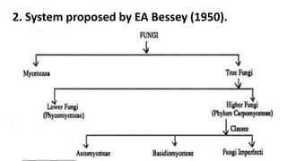 Bessey Classification System Classification n evolution of fungi | PPTX