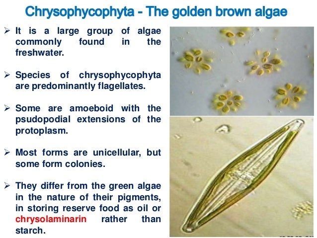 what is the basis of classification of algae