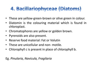 • These are yellow-green-brown or olive green in colour.
• Diatomin is the colouring material which is found in
chloroplast.
• Chromatophores are yellow or golden brown.
• Pyrenoids are also present.
• Reserve food material: Fat or Volutin
• These are unicellular and non- motile.
• Chlorophyll c is present in place of chlorophyll b.
Eg. Pinularia, Navicula, Fragilaria
 