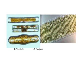 1. Pinullaria 2. Fragilaria
 