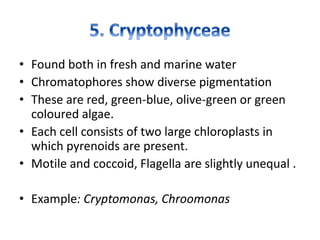 • Found both in fresh and marine water
• Chromatophores show diverse pigmentation
• These are red, green-blue, olive-green or green
coloured algae.
• Each cell consists of two large chloroplasts in
which pyrenoids are present.
• Motile and coccoid, Flagella are slightly unequal .
• Example: Cryptomonas, Chroomonas
 