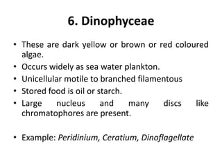 6. Dinophyceae
• These are dark yellow or brown or red coloured
algae.
• Occurs widely as sea water plankton.
• Unicellular motile to branched filamentous
• Stored food is oil or starch.
• Large nucleus and many discs like
chromatophores are present.
• Example: Peridinium, Ceratium, Dinoflagellate
 