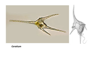 Ceratium
 