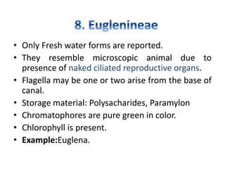 • Only Fresh water forms are reported.
• They resemble microscopic animal due to
presence of naked ciliated reproductive organs.
• Flagella may be one or two arise from the base of
canal.
• Storage material: Polysacharides, Paramylon
• Chromatophores are pure green in color.
• Chlorophyll is present.
• Example:Euglena.
 