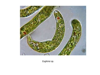 Euglena sp.
 