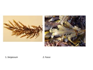 1. Sargassum 2. Fucus
 