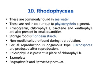 • These are commonly found in sea water.
• These are red in colour due to phycoerythrin pigment.
• Phycocyanin, chlorophyll a, carotene and xanthophyll
are also present in small quantities.
• Storage food is floridean starch.
• Non-motile cells are found during reproduction.
• Sexual reproduction is oogamous type. Carpospores
are produced after reproduction.
• Chlorophyll d is present in place of chlorophyll b.
• Examples:
• Polysiphonia and Batrachospermum.
 