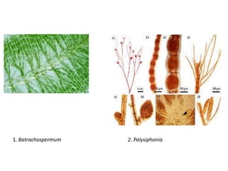 1. Batrachospermum 2. Polysiphonia
 