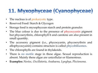 • The nucleus is of prokaryotic type.
• Reserved Food: Starch & Glycogen
• Storage food is myxophycean starch and protein granules
• The blue colour is due to the presence of phycocyanin pigment
but phycoerythrin, chlorophyll b and carotene are also present in
small quantity.
• The accessory pigment (i.e., phycocyanin, phycoerythrin and
allophycocyanin) contains structure is called phycobilisomes.
• The chlorophylls are found in thylakoids.
• There is no motile stage in these algae. Sexual reproduction is
absent. Mainly these algae are unicellular or filamentous.
• Examples: Nostoc, Oscillatoria, Anahaena, Lyngbya, Plectonema.
 