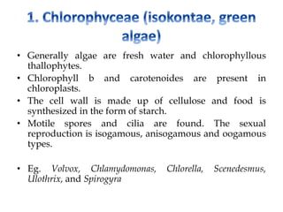 • Generally algae are fresh water and chlorophyllous
thallophytes.
• Chlorophyll b and carotenoides are present in
chloroplasts.
• The cell wall is made up of cellulose and food is
synthesized in the form of starch.
• Motile spores and cilia are found. The sexual
reproduction is isogamous, anisogamous and oogamous
types.
• Eg. Volvox, Chlamydomonas, Chlorella, Scenedesmus,
Ulothrix, and Spirogyra
 