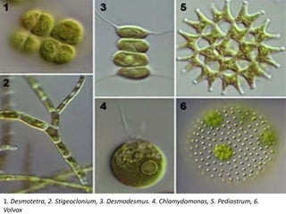 1. Desmotetra, 2. Stigeoclonium, 3. Desmodesmus. 4. Chlamydomonas, 5. Pediastrum, 6.
Volvox
 