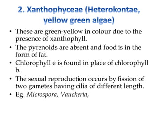• These are green-yellow in colour due to the
presence of xanthophyll.
• The pyrenoids are absent and food is in the
form of fat.
• Chlorophyll e is found in place of chlorophyll
b.
• The sexual reproduction occurs by fission of
two gametes having cilia of different length.
• Eg. Microspora, Vaucheria,
 
