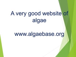 A very good website of
algae
www.algaebase.org
 