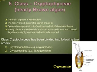 Cryptomonads Classification of algae(FE Fritsch).pptx