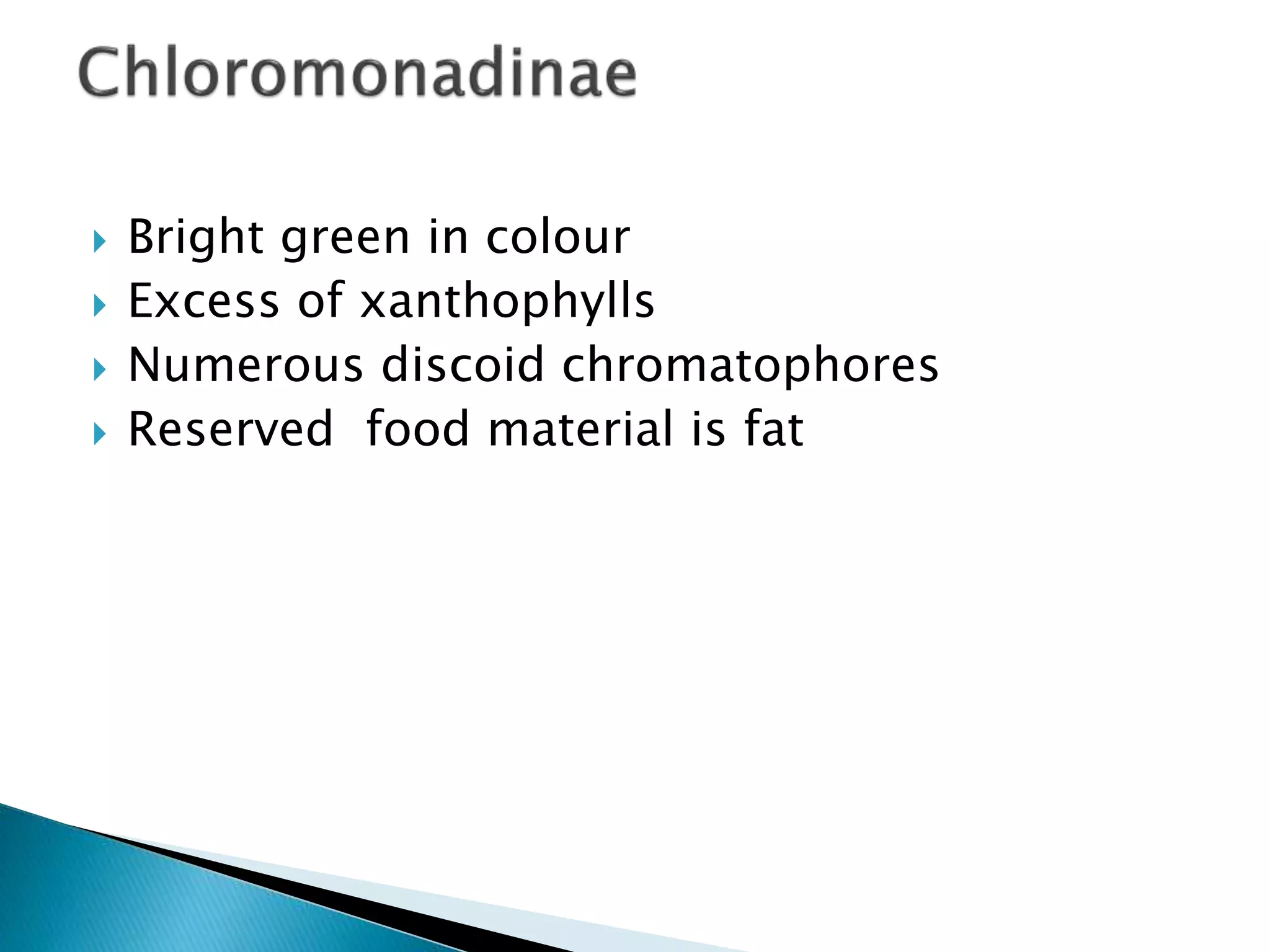  Bright green in colour
 Excess of xanthophylls
 Numerous discoid chromatophores
 Reserved food material is fat
 