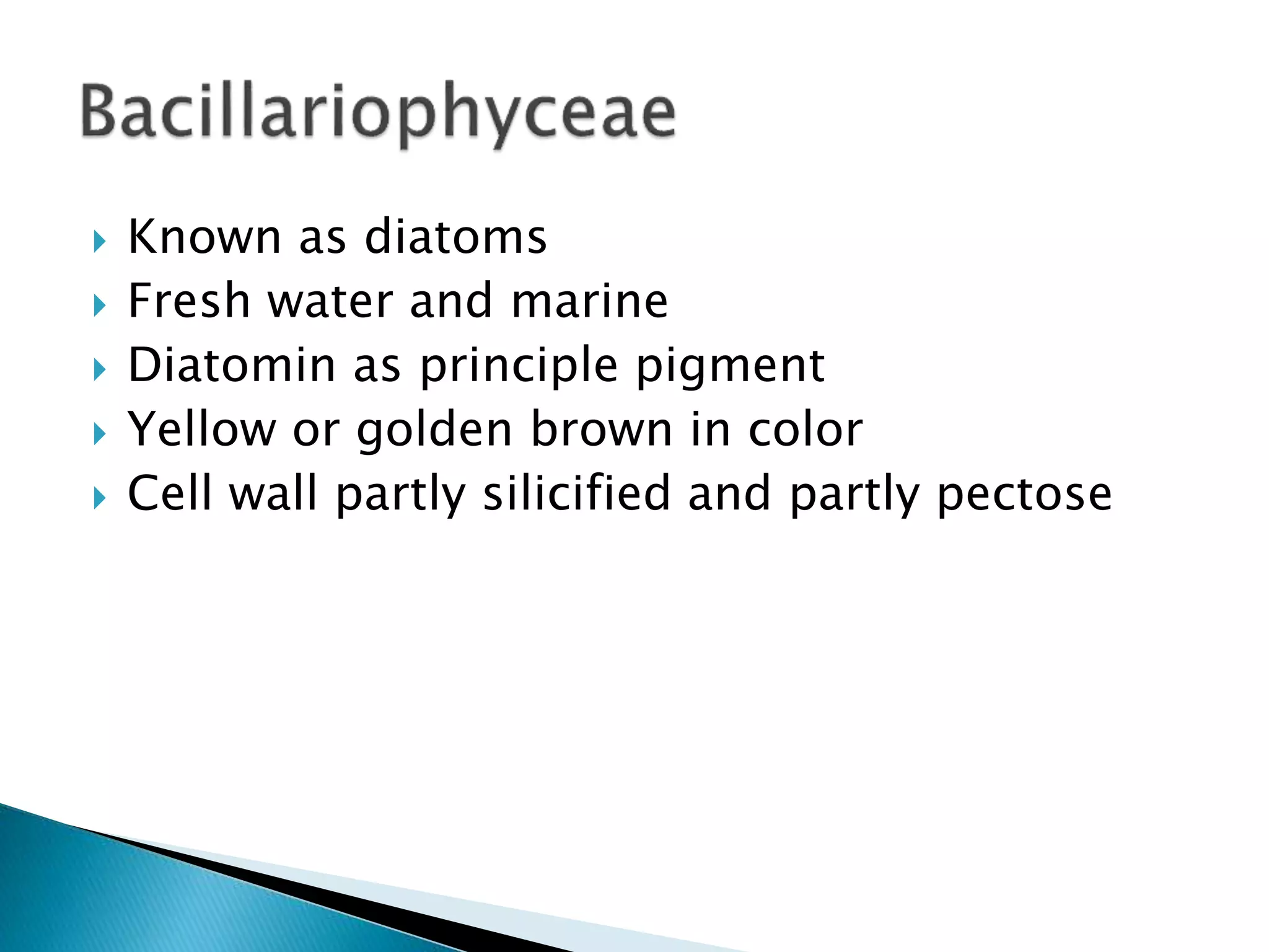  Known as diatoms
 Fresh water and marine
 Diatomin as principle pigment
 Yellow or golden brown in color
 Cell wall partly silicified and partly pectose
 