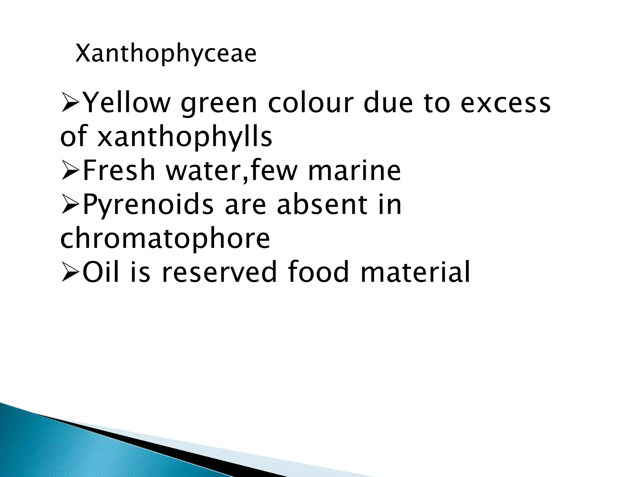 Xanthophyceae
Yellow green colour due to excess
of xanthophylls
Fresh water,few marine
Pyrenoids are absent in
chromatophore
Oil is reserved food material
 
