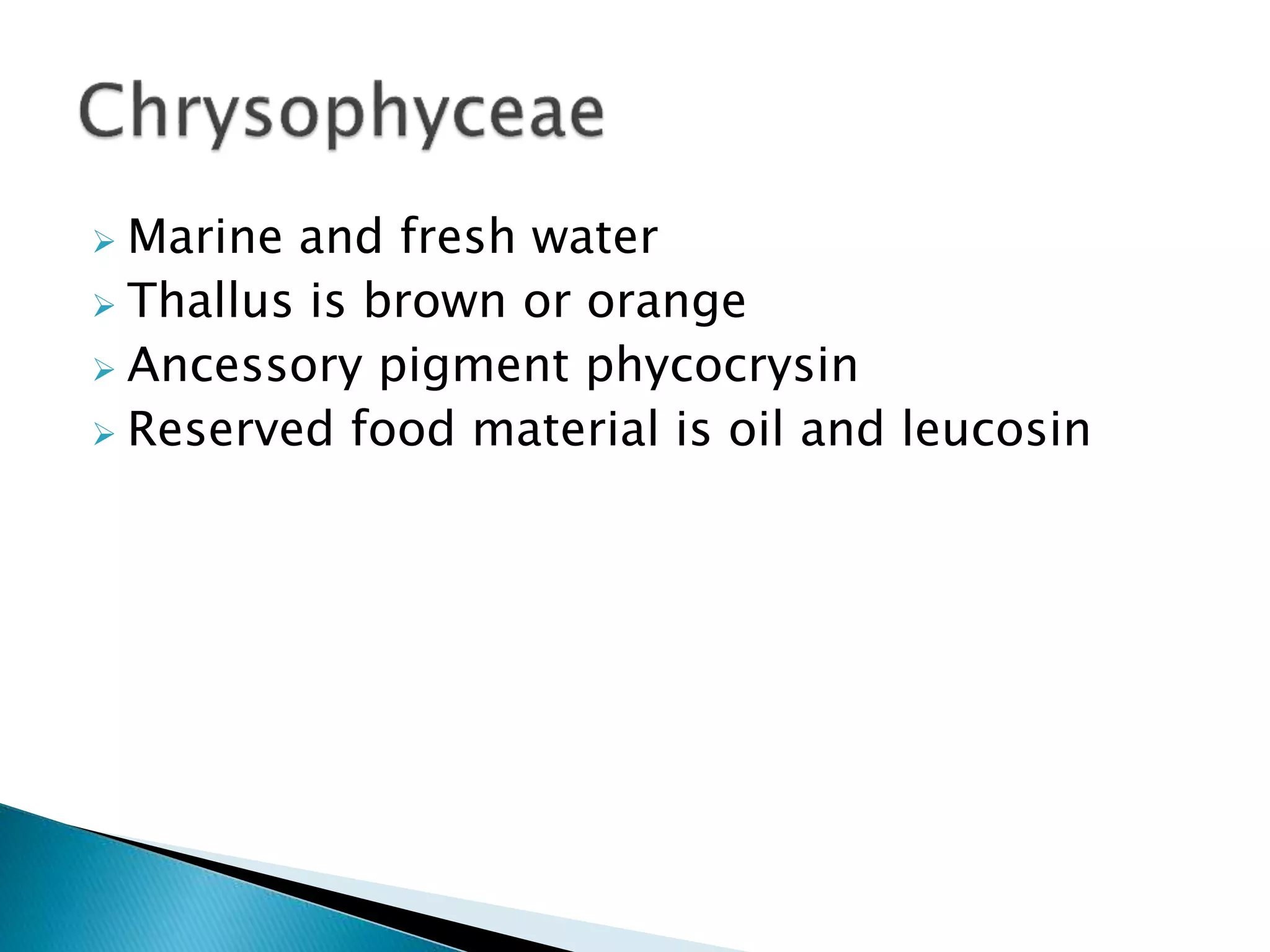  Marine and fresh water
 Thallus is brown or orange
 Ancessory pigment phycocrysin
 Reserved food material is oil and leucosin
 