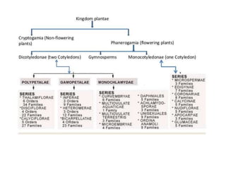 Classification of angiosperm | PPT
