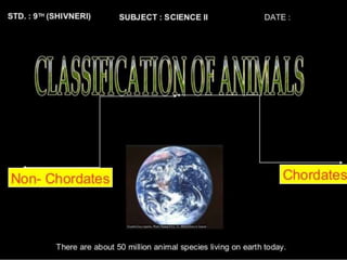 Classification of animal